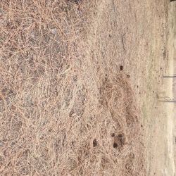 Yard Full Of Debris?