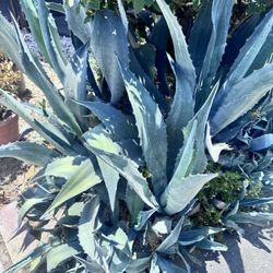 Blue Agave Plants  Free 