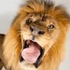King Leo