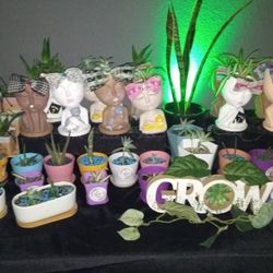 Plants For Sale $5-25 Ceramic House Plants