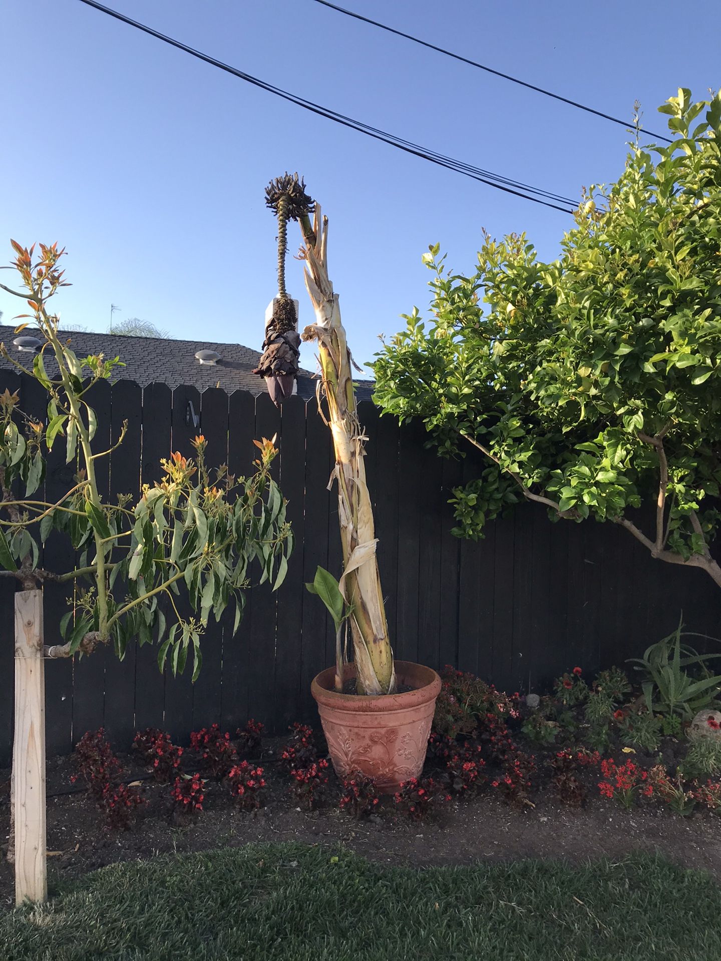 Banana tree and ginger