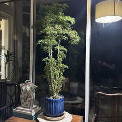 Tropical Plant Bonsai