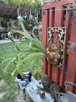 Staghorn Fern On Decorative Iron
