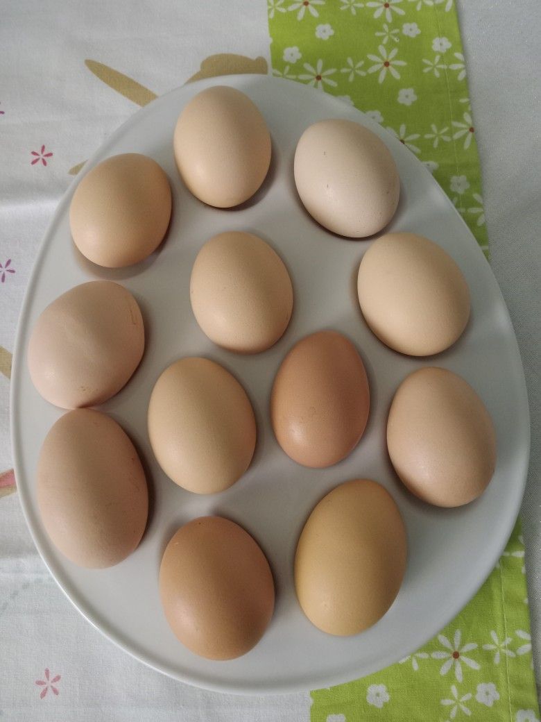 FRESH FERTILE CHICKEN HATCHING EGGS $8Dozen