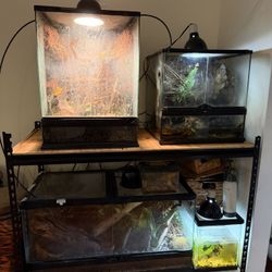 Reptile Tanks