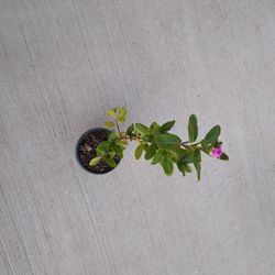 Madagascar Periwinkle