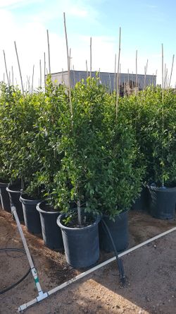 Ficus Trees