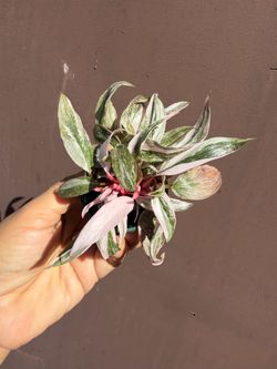 3” pink princess marble galaxy