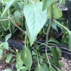 Planta De Chiles Serano 
