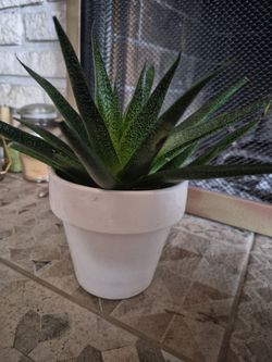 Nice succulent plant with white pot