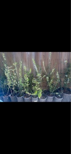 Olive trees one and a half foot tall $15