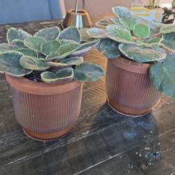 Indoor Plant With pot