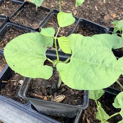 Flat Beans or Hyacinth Beans Or Valor Beans