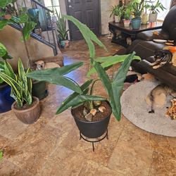 3ft 7in tall Zebrina Alocasia plant in 14in new composite pot with glazed river rocks