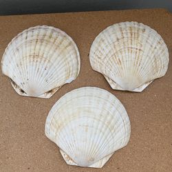3 Decorative Sea Shells