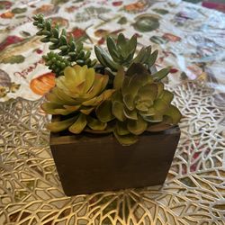 Succulents In Wood Container