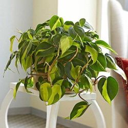 Lush Trailing Philodendron Brazil Plant/ indoor plant/ house plant flower patio garden