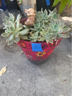 Dessert plant
