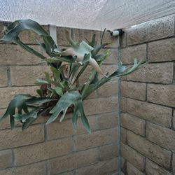 Staghorn Fern