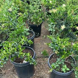 Plants