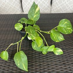 Golden Pothos Plant 🪴