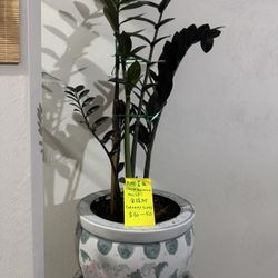 Plants For Sale