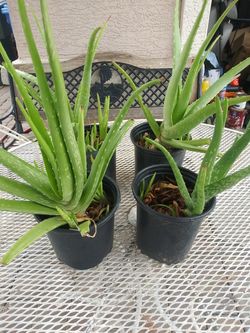 Aloe plants