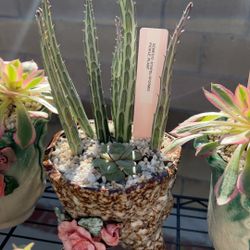 senecio stapeliiformis Pickle Plant