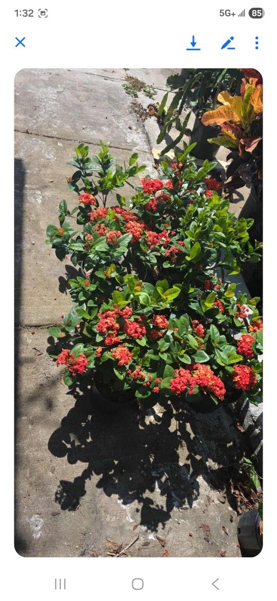 Ixoras Oranges 1gallon 2ft Tall 