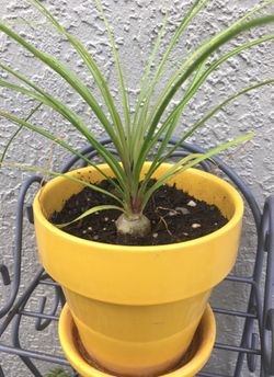 Ponytail Palm Juvenile In Yellow Ceramic Pot