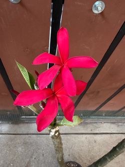 Plumeria