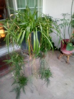 Spider plant