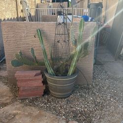 Free Cactus Plant