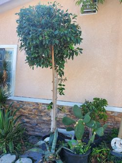 Weeping Fig
