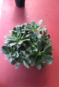 Succulent arrangement in molcajete