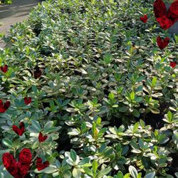 Green Island Ficus Privacy Hedge Plants 3gl $6🪴