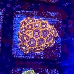 Gods Fire Zoa Colony Display