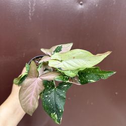 4” Syngonium Red Spot Tricolor