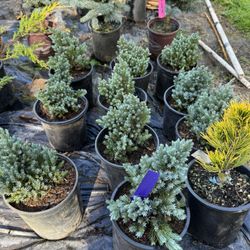 Juniper Blue Star 
