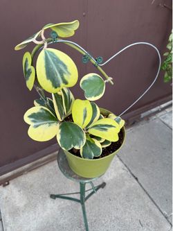 8” variegated Hoya Kerri