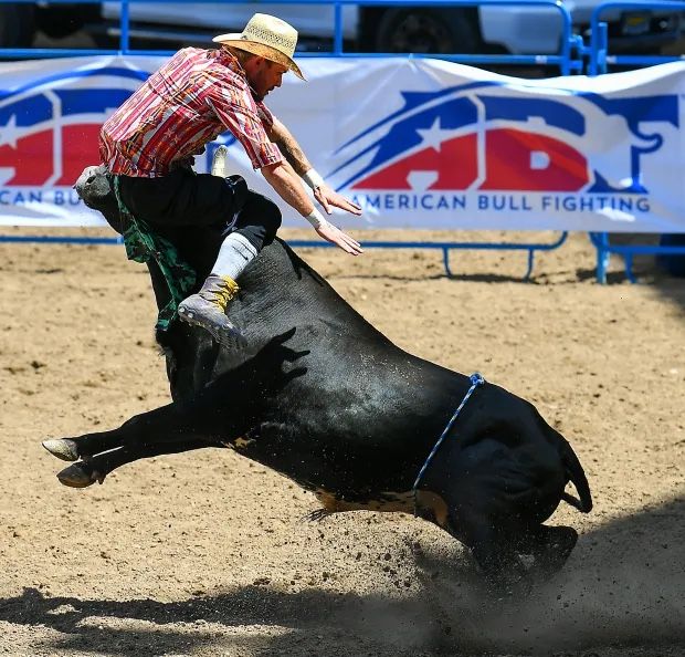 Greeley Stampede American Bull Fighting