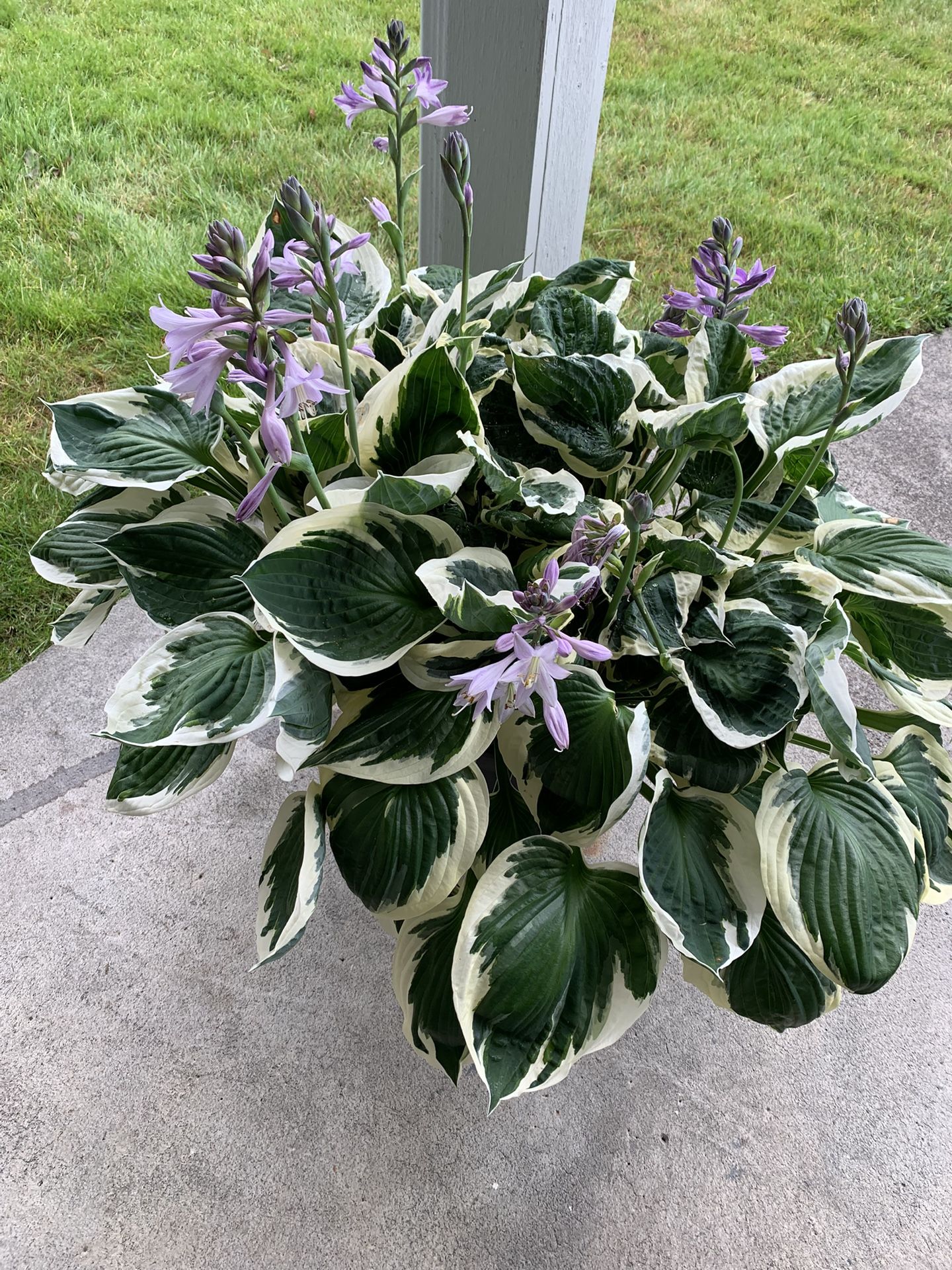 Hosta Plant