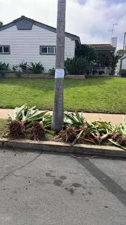 Hawaiian Ginger- FREE!