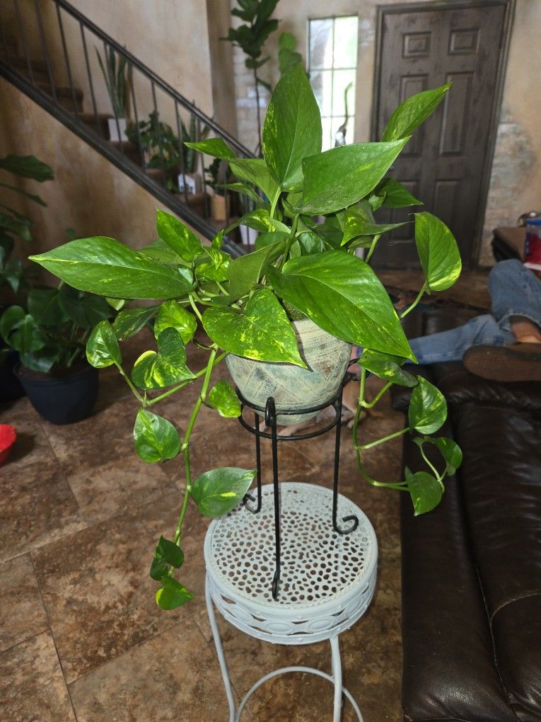 Pothos In Pot With Stand