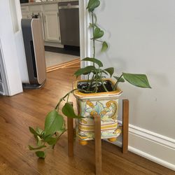 Healthy Long Pothos In Gorgeous Pot