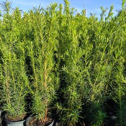 PodocarpusPrivacy Hedge Plants 🌿🌿 3gl $8