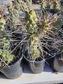 Tephrocactus long spine