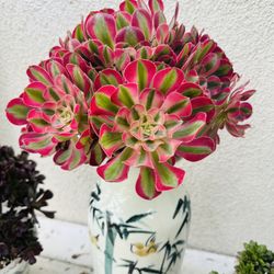 Aeonium 'Mardi Gras'