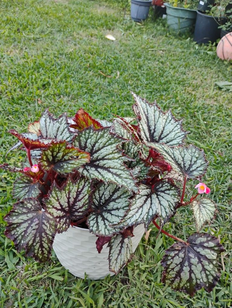 Begonia Plant ☘️