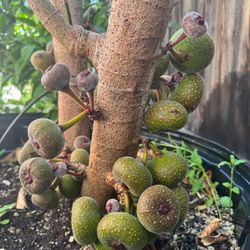 Cây Vả Huế 
